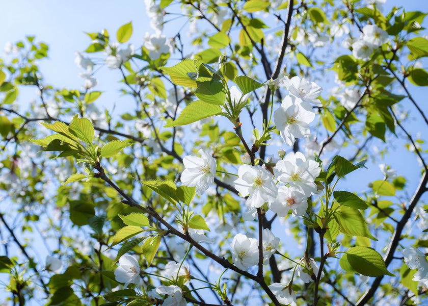 桜